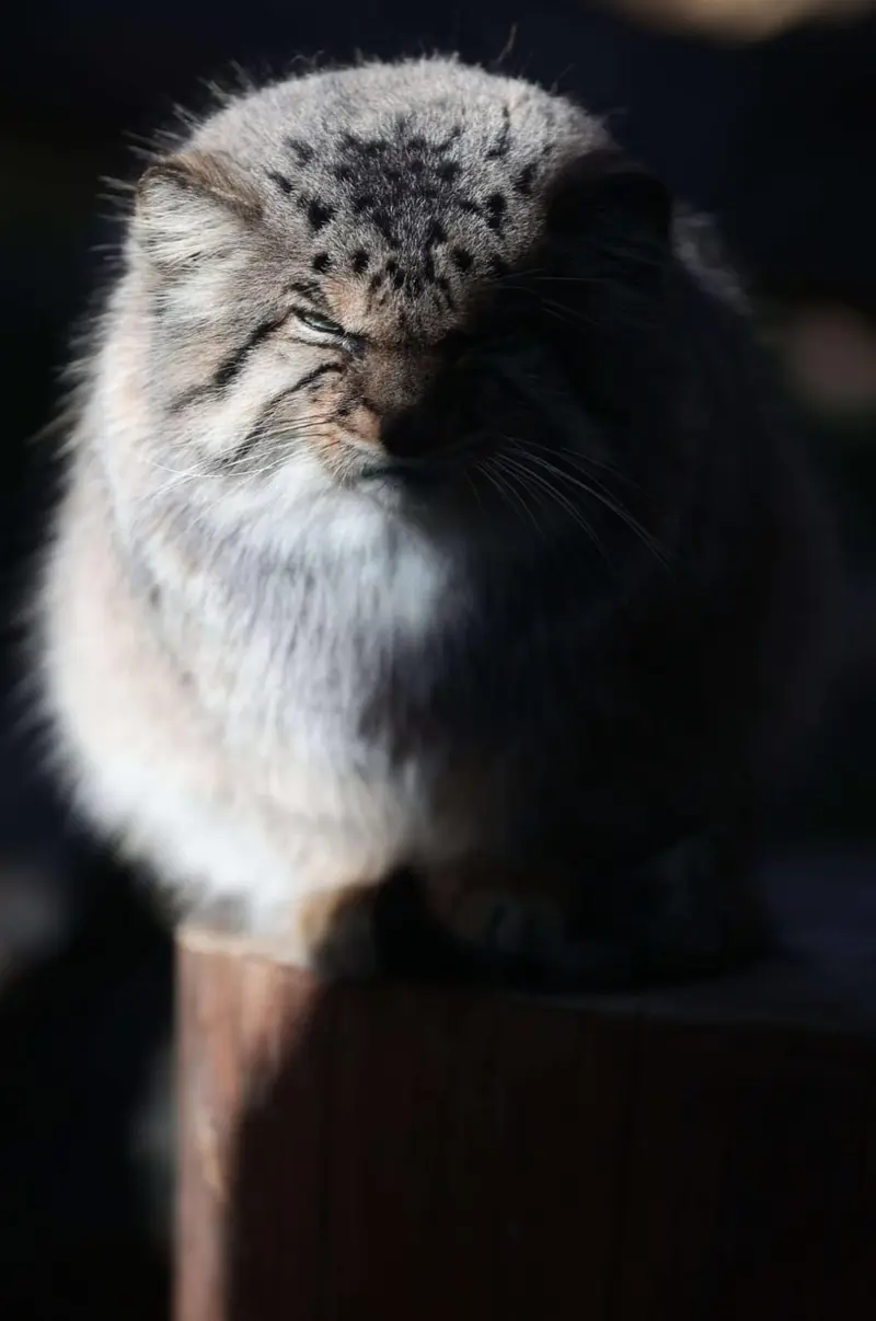 A photograph of Bor in Nasu Animal Kingdom