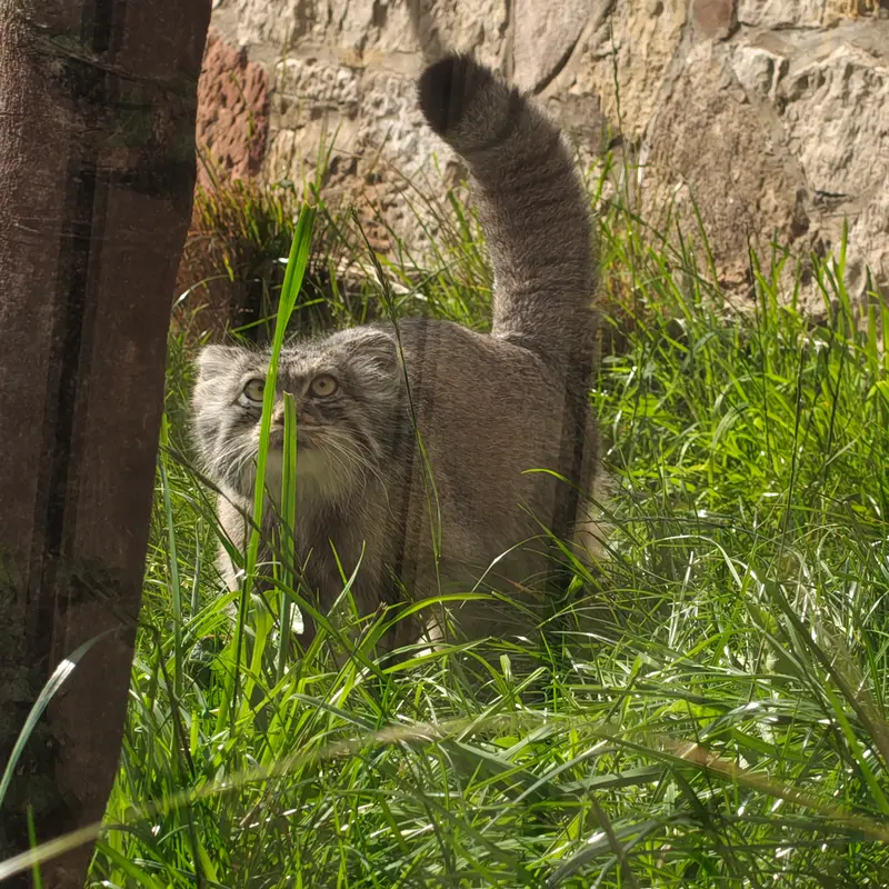 A photograph of Duchess in Edinburgh Zoo