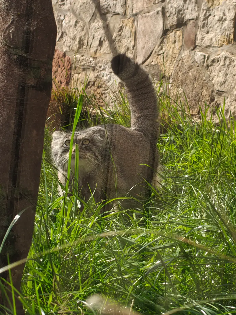 A photograph of Duchess in Edinburgh Zoo