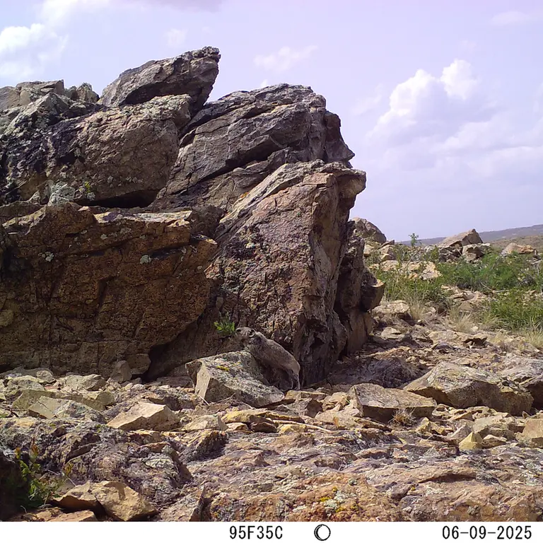 A photograph of Kazakh pika from Karashoky [new] camera trap