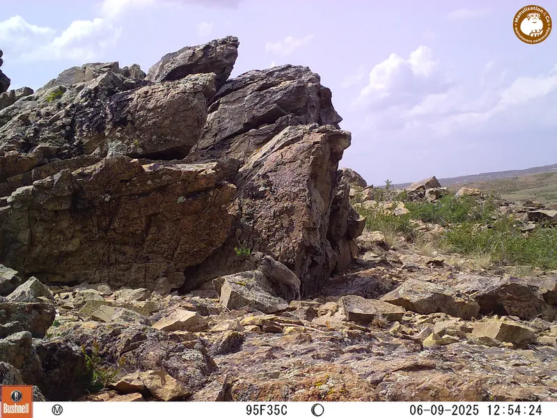 A photograph of Kazakh pika from Karashoky [new] camera trap