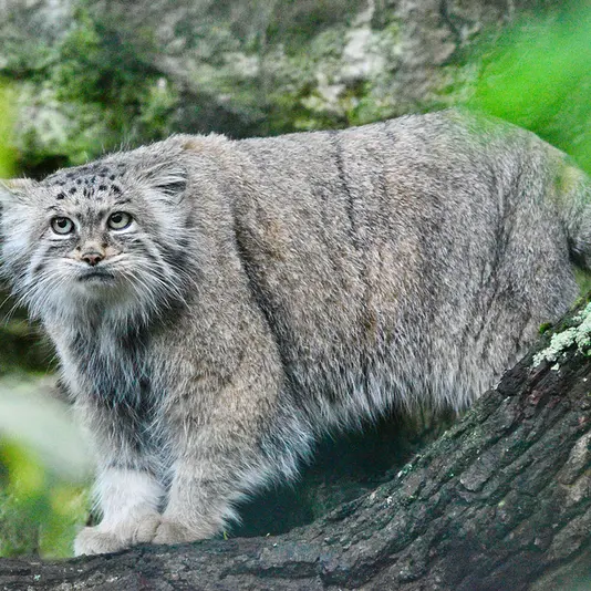 A photograph of Maneki-Neko in Tierpark Berlin