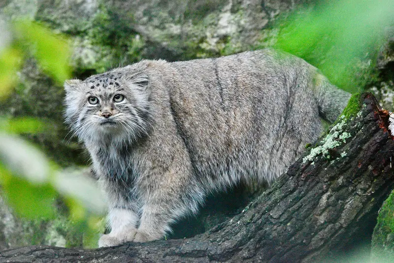 A photograph of Maneki-Neko in Tierpark Berlin