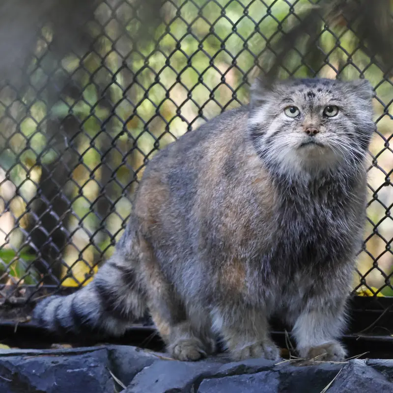 A photograph of Lastochka in Novosibirsk Zoo