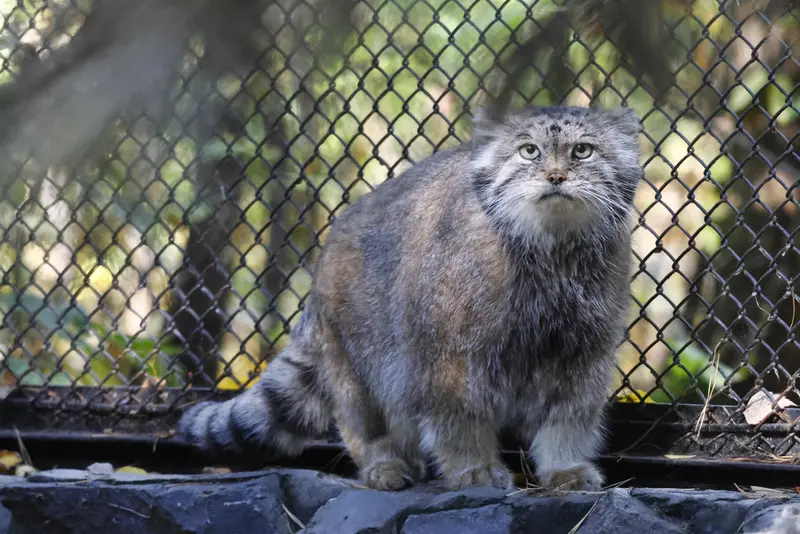 A photograph of Lastochka in Novosibirsk Zoo
