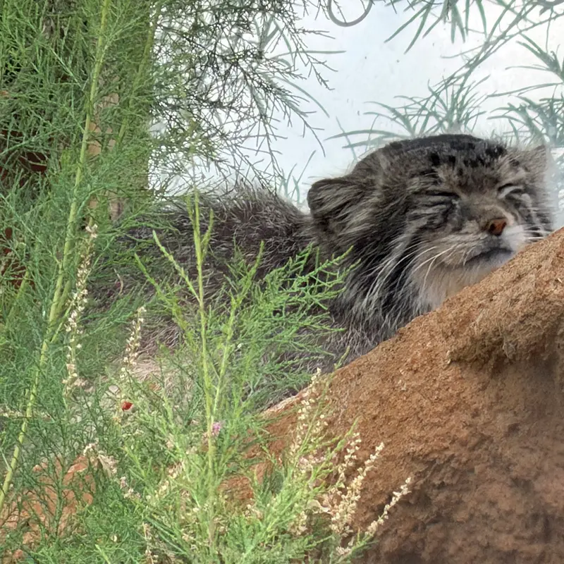 A photograph of Spay in Prague Zoo