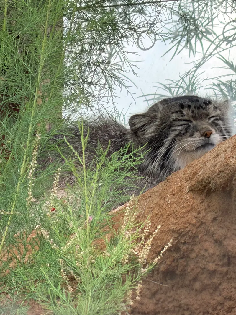 A photograph of Spay in Prague Zoo