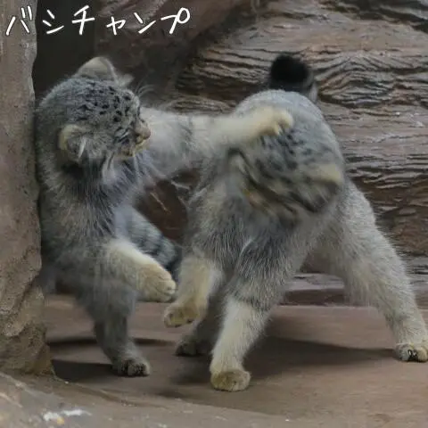 A photograph of Shar and Bor in Nasu Animal Kingdom