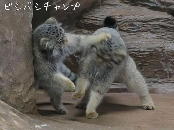 A photograph of Shar and Bor in Nasu Animal Kingdom