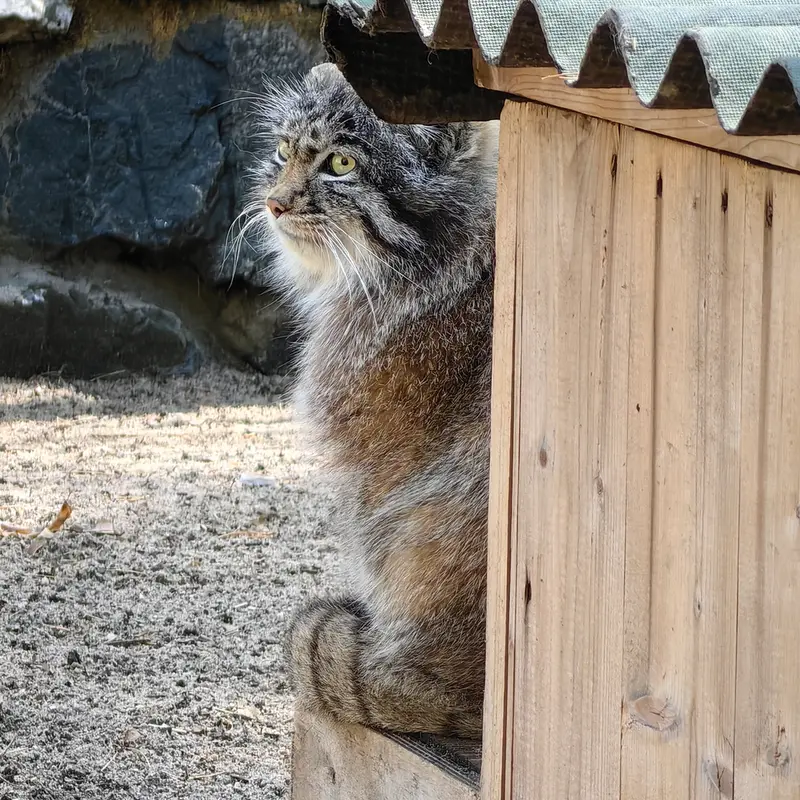 A photograph of Grey in Novosibirsk Zoo