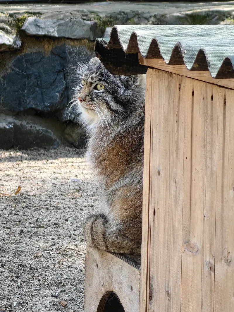 A photograph of Grey in Novosibirsk Zoo