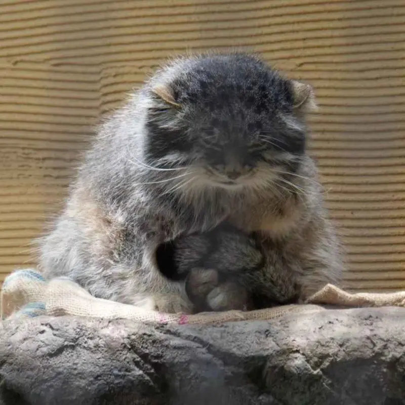 A photograph of a Pallas's cat