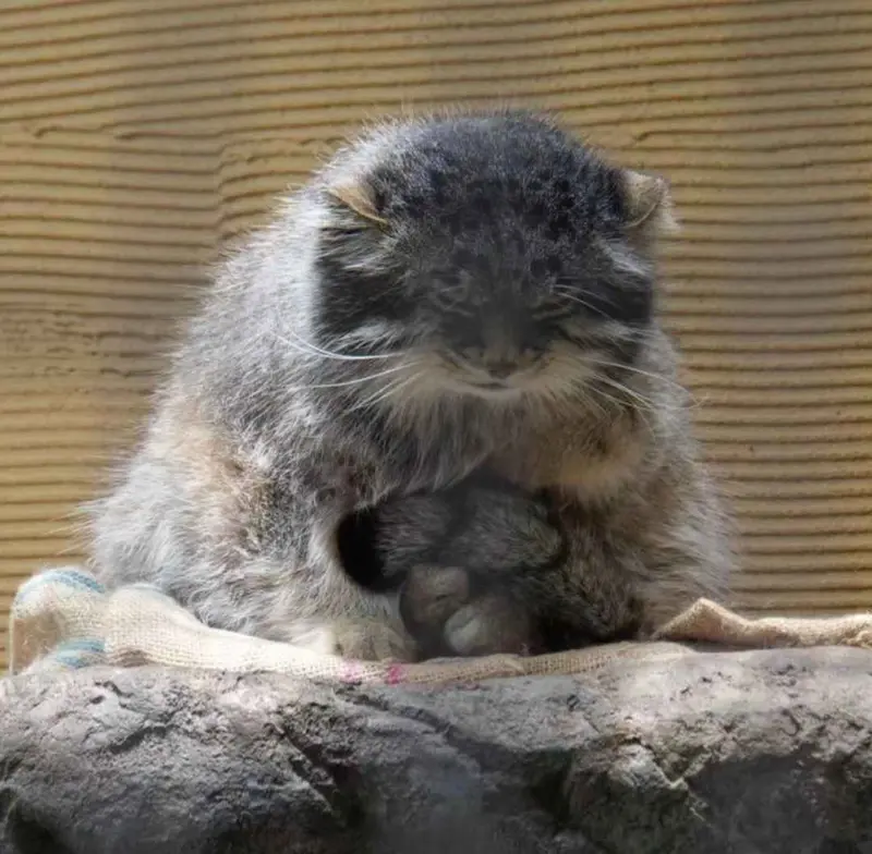 A photograph of a Pallas's cat