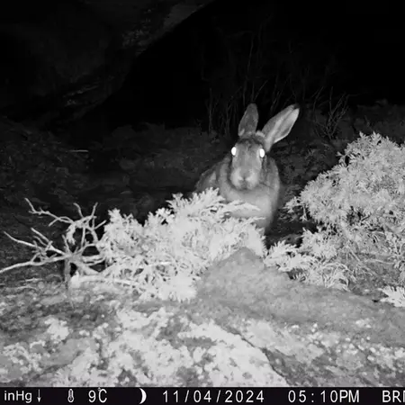 A photograph of European hare from Shubaraigyr camera trap