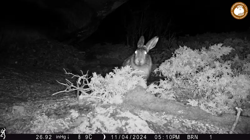 A photograph of European hare from Shubaraigyr camera trap
