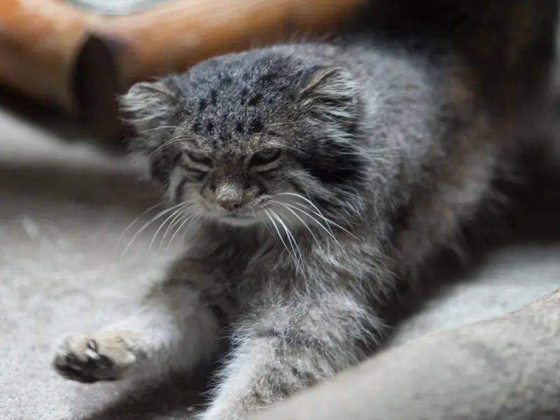 A photograph of Klyon in Ueno Zoological Gardens