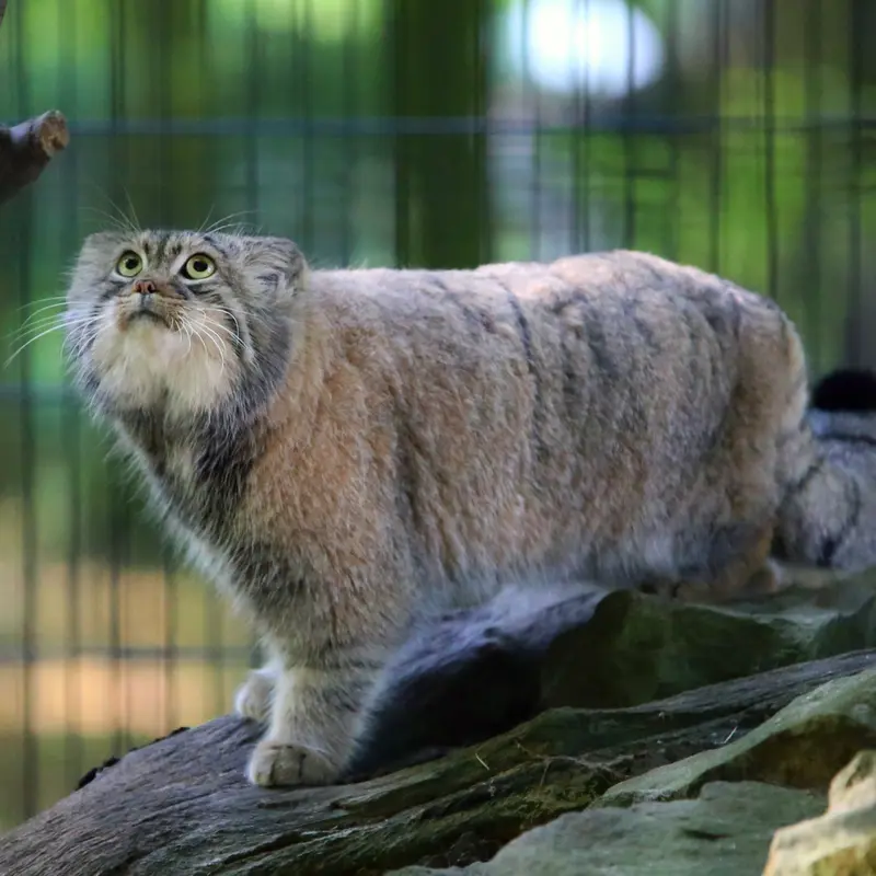 A photograph of Tsas in Kraków Zoo