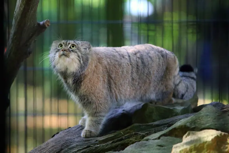 A photograph of Tsas in Kraków Zoo