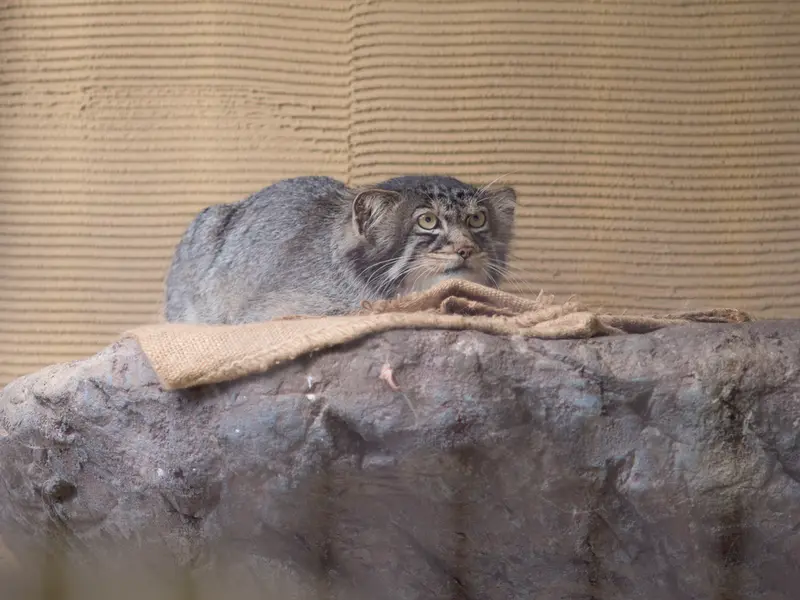 A photograph of Hide in Asahiyama Zoo