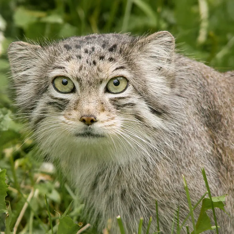 A photograph of a Pallas's cat