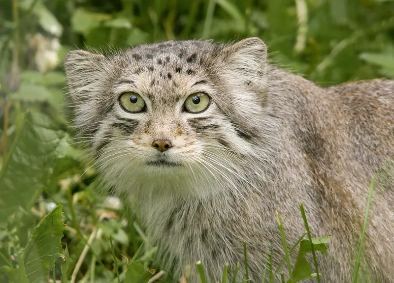 A photograph of a Pallas's cat