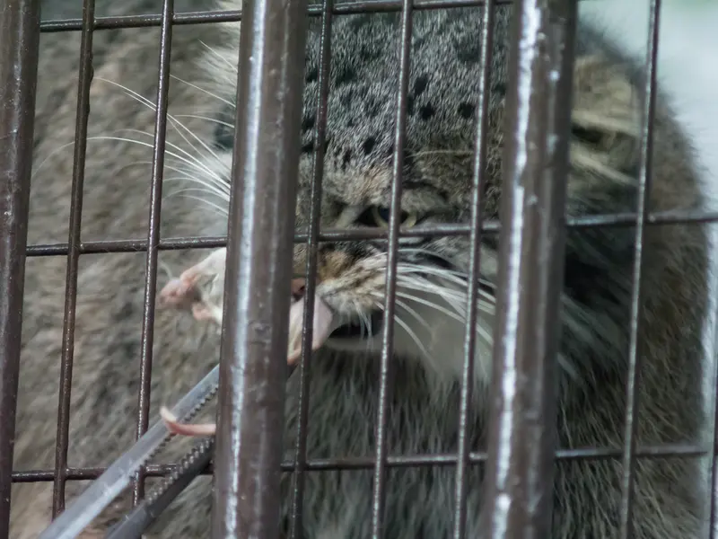 A photograph of Figa in Nogeyama Zoo