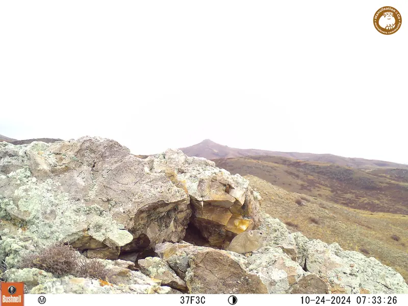 A photograph of Pika from Besshoky 1 camera trap