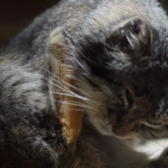 A photograph of a Pallas's cat in Ueno Zoological Gardens