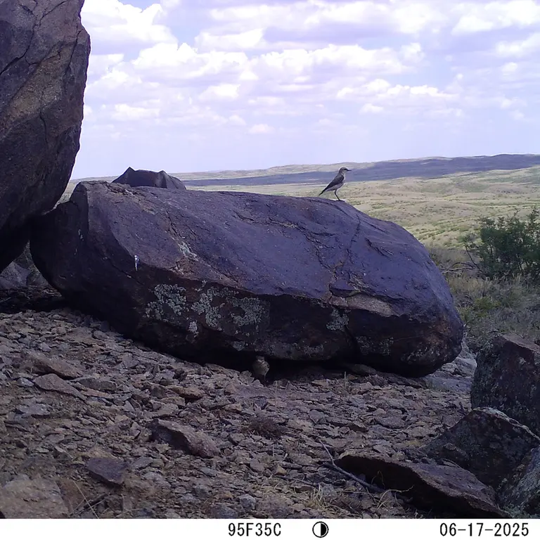 A photograph of a Pallas's cat from Koshkar camera trap