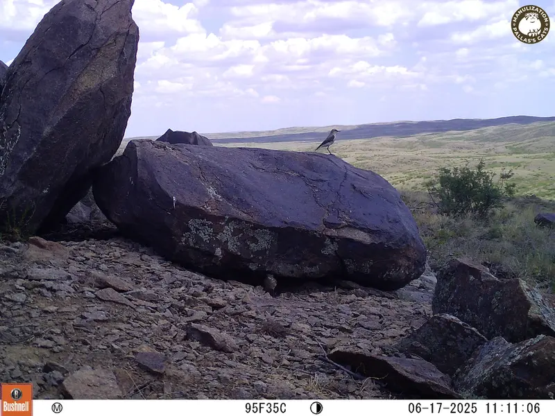 A photograph of a Pallas's cat from Koshkar [new] camera trap