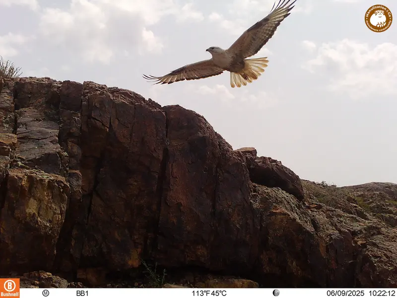 A photograph of Long-legged buzzard from Aktas-Kunkora [new] camera trap