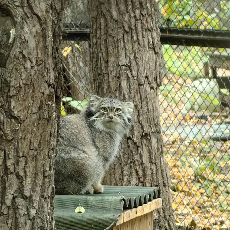 A photograph of Snezhana in Novosibirsk Zoo