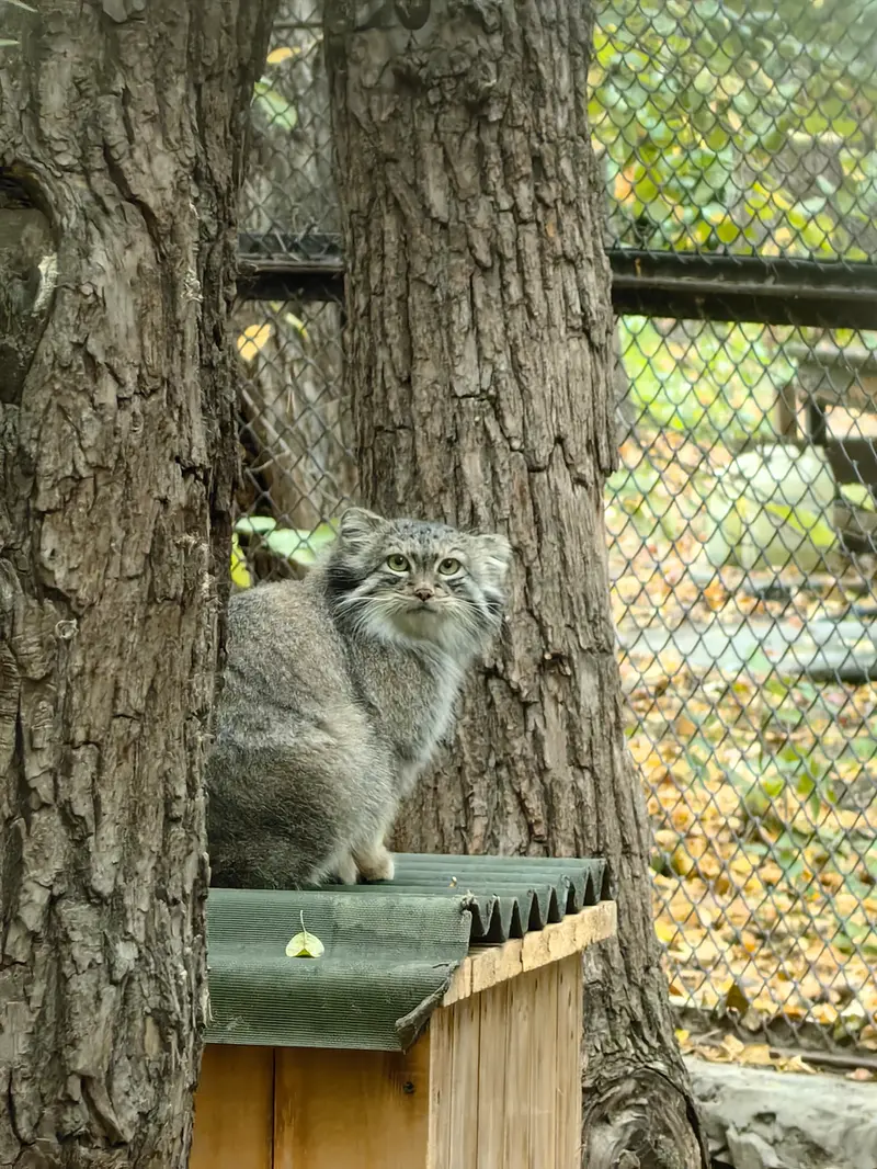 A photograph of Snezhana in Novosibirsk Zoo