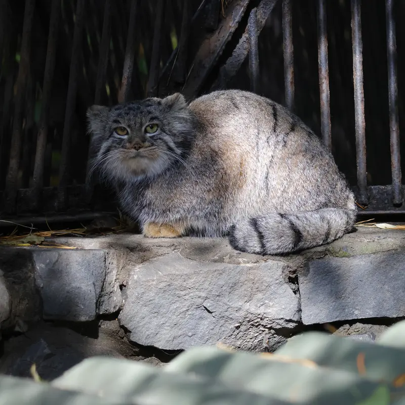 A photograph of Katun in Novosibirsk Zoo