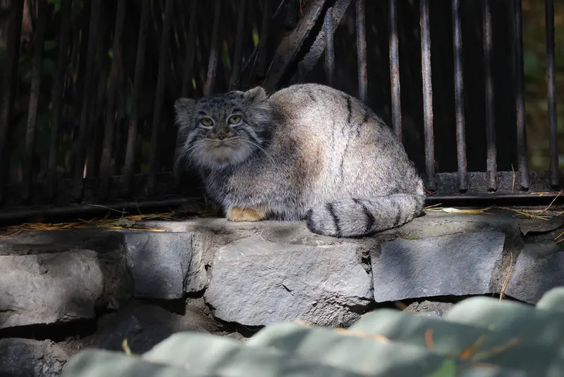 A photograph of Katun in Novosibirsk Zoo