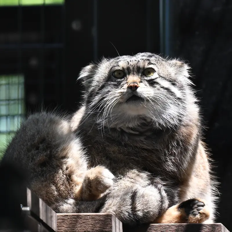A photograph of Grusha in Asahiyama Zoo