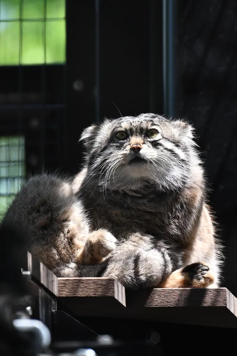 A photograph of Grusha in Asahiyama Zoo