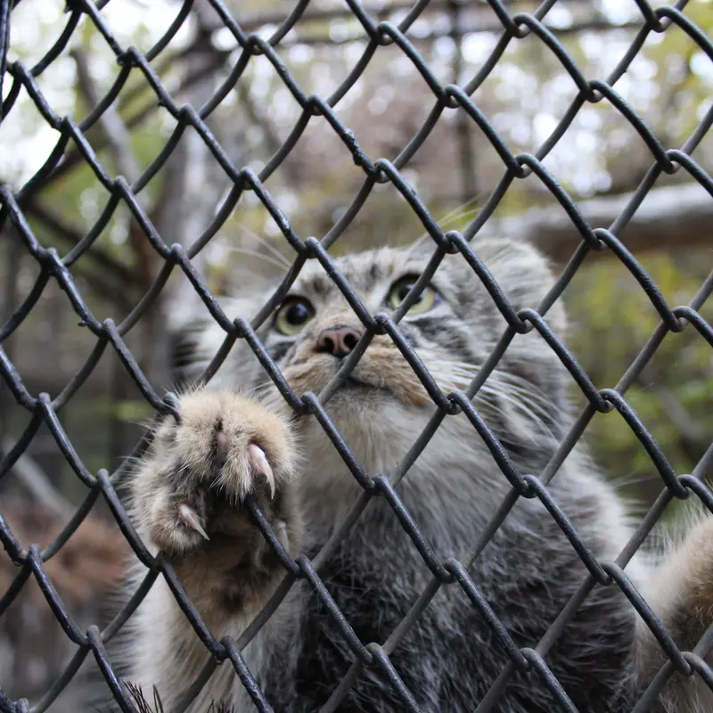 A photograph of a Pallas's cat in Novosibirsk Zoo