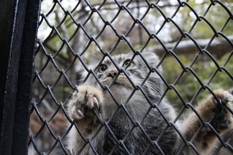 A photograph of a Pallas's cat in Novosibirsk Zoo