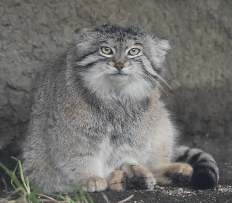 A photograph of Lev in Novosibirsk Zoo