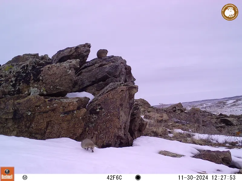 A photograph of Pika from Karashoky camera trap