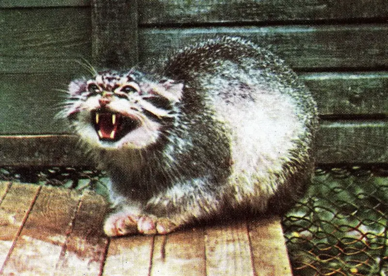 We NEED more Ridzinieks reconition.