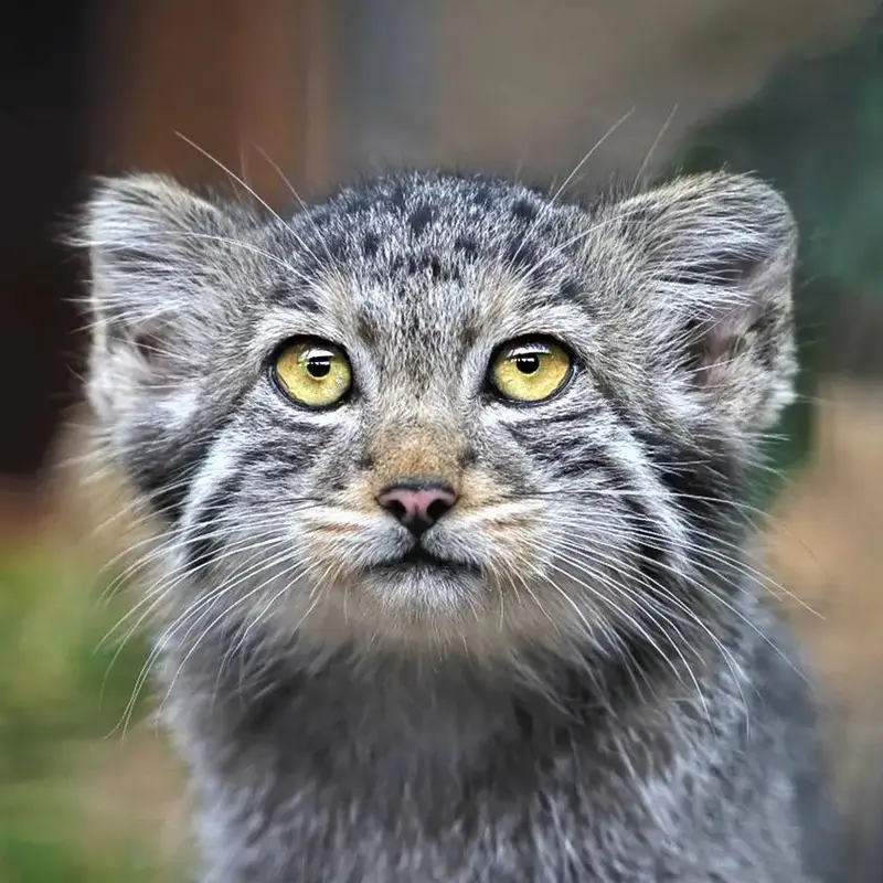 Aksa the Pallas's cat from Leningrad zoo