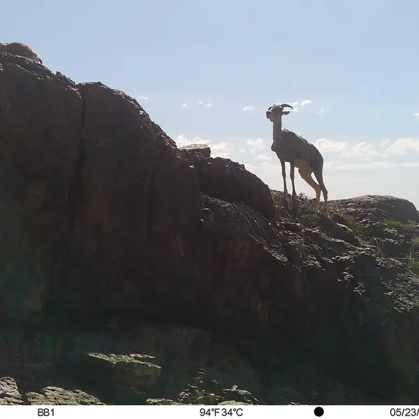 A photograph of Argali from Aktas-Kunkora camera trap