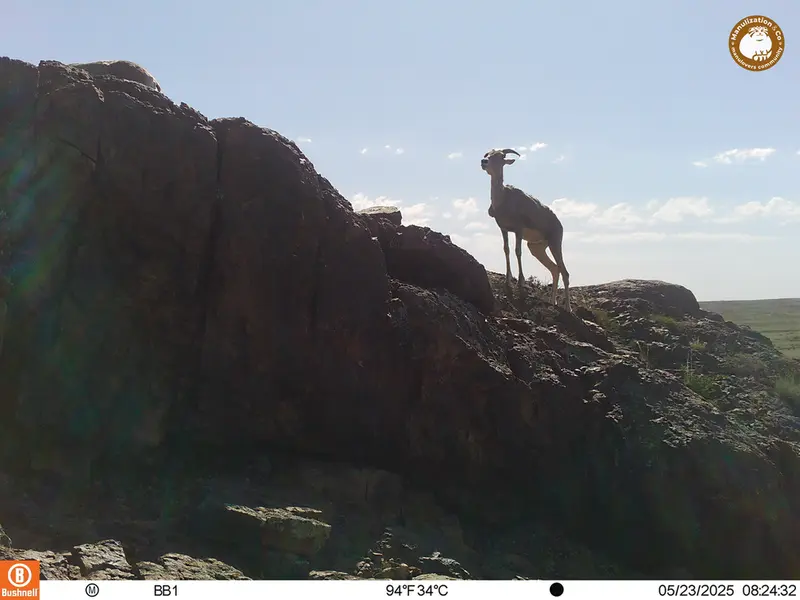A photograph of Argali from Aktas-Kunkora camera trap