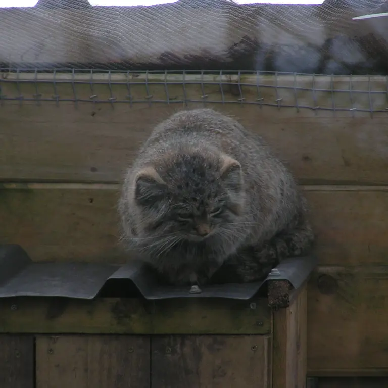 A photograph of Altai in The Lakeland Wildlife Oasis