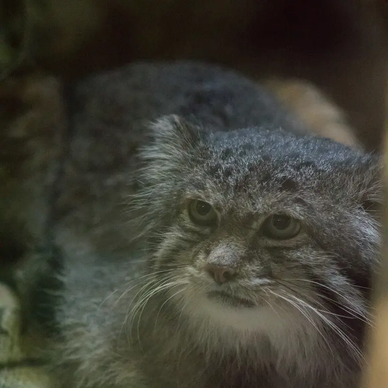 A photograph of Klyon in Ueno Zoological Gardens