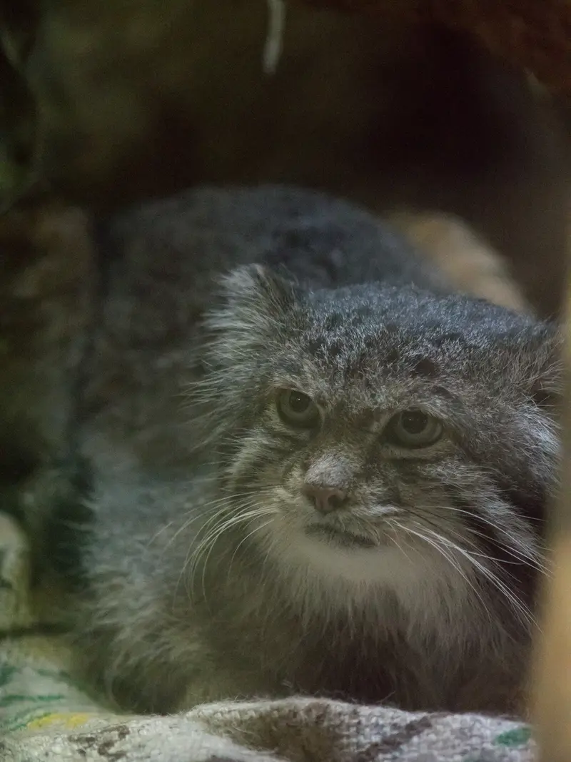 A photograph of Klyon in Ueno Zoological Gardens