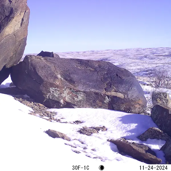 A photograph of Otocolobus manul manul from Koshkar camera trap