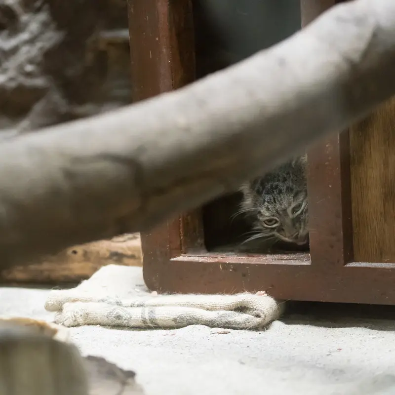 A photograph of Shafran in Ueno Zoological Gardens